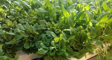 Jak pěstovat šťovík ve skleníku?